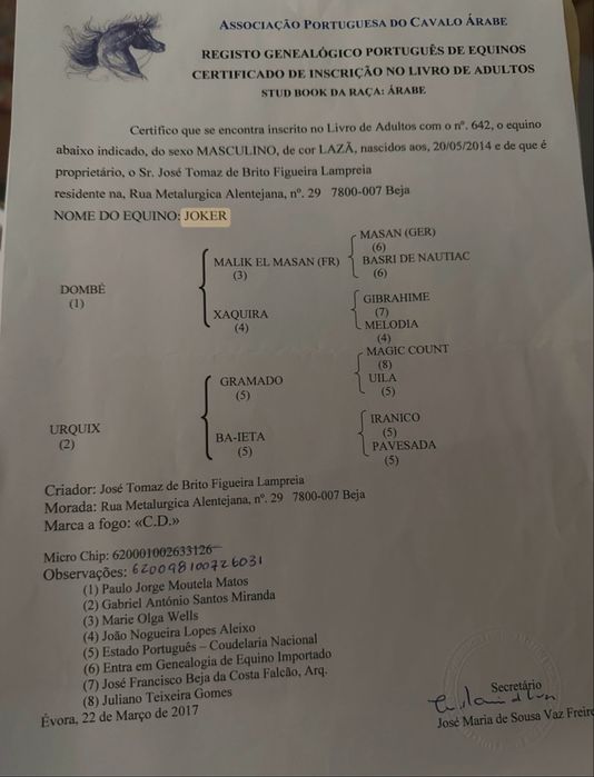 Egua PSA preta com optima linhagem