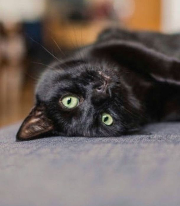 Imbir i Salem szukają domu :)