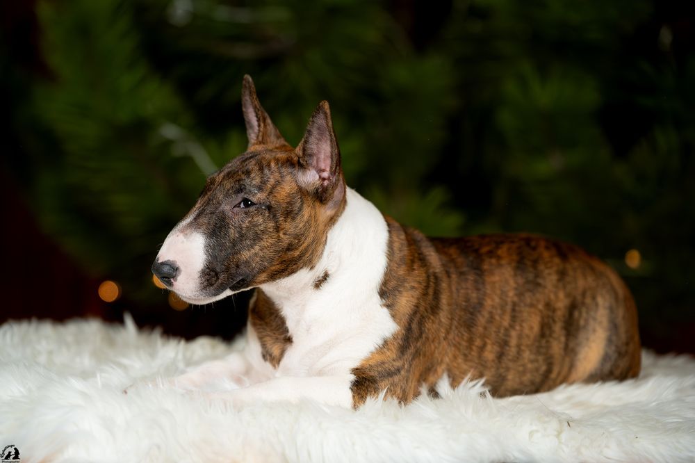 Мініатюрний бультерьер/минибуль