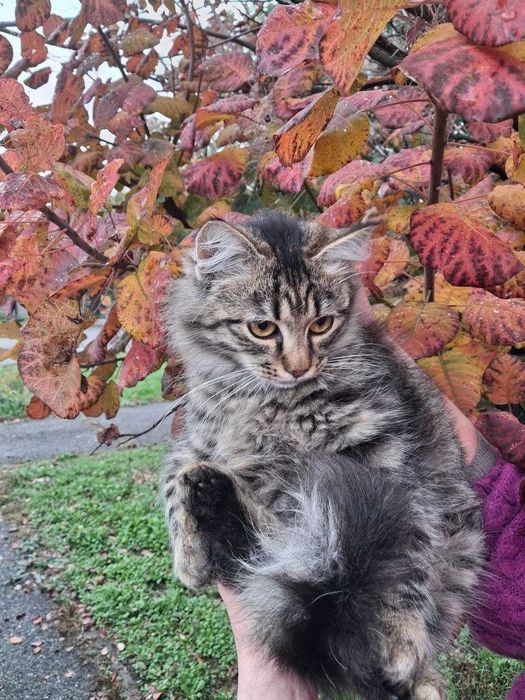 Кошеня, 5 місяців, пухнаста Мавка шукає родину