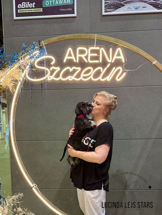 Sznaucer miniaturowy pieprz i sól