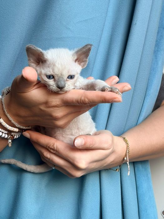 Cudny kocurek devon rex
