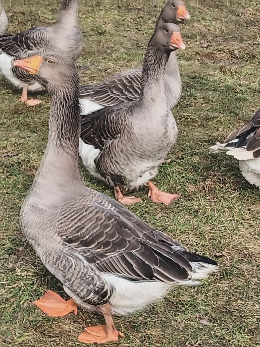 Jaja lęgowe od gęsi landes.
