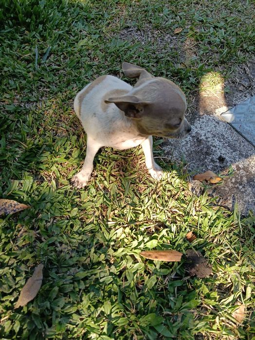 Chihuahua mini macho