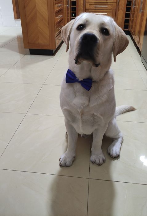 Labrador Seeks Girlfriend65048667808131124