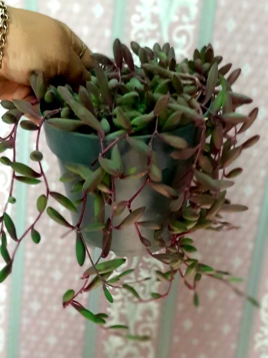 Крестовник Оттона