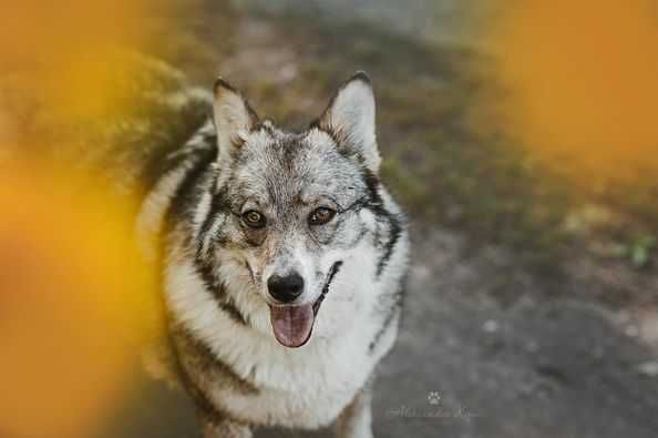 Hopka, skaczący wilkohusky