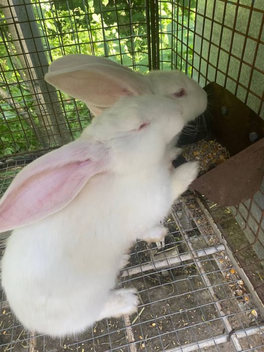 Продаються кролики