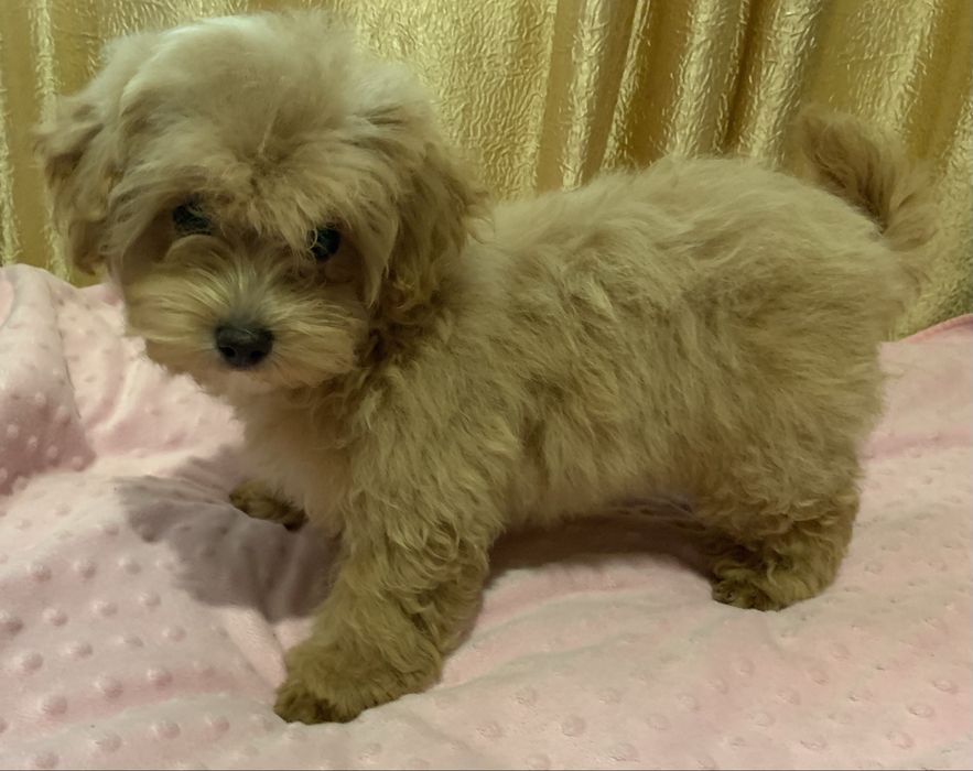 Мальтіпу подарунок на 8 березня