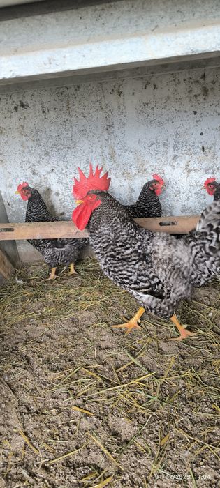 Ovos galados Branca portuguesa e Pedrez