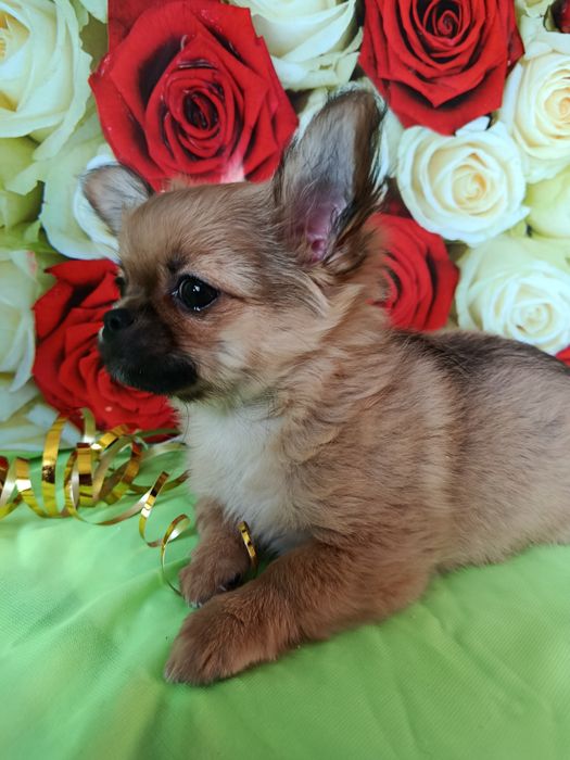 Він супер Чихуахуа!!!