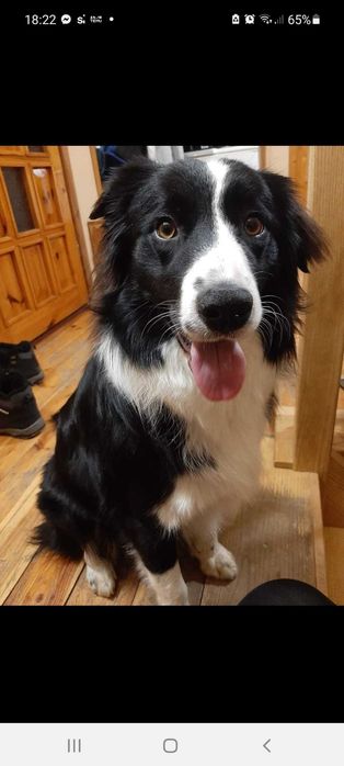 Border Collie piesek szczeniak brązowo-biały:-)