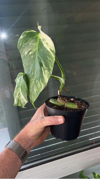 Planta Monstera variagata