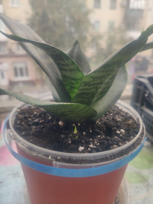 Сансіеверія Ханни молода рослина