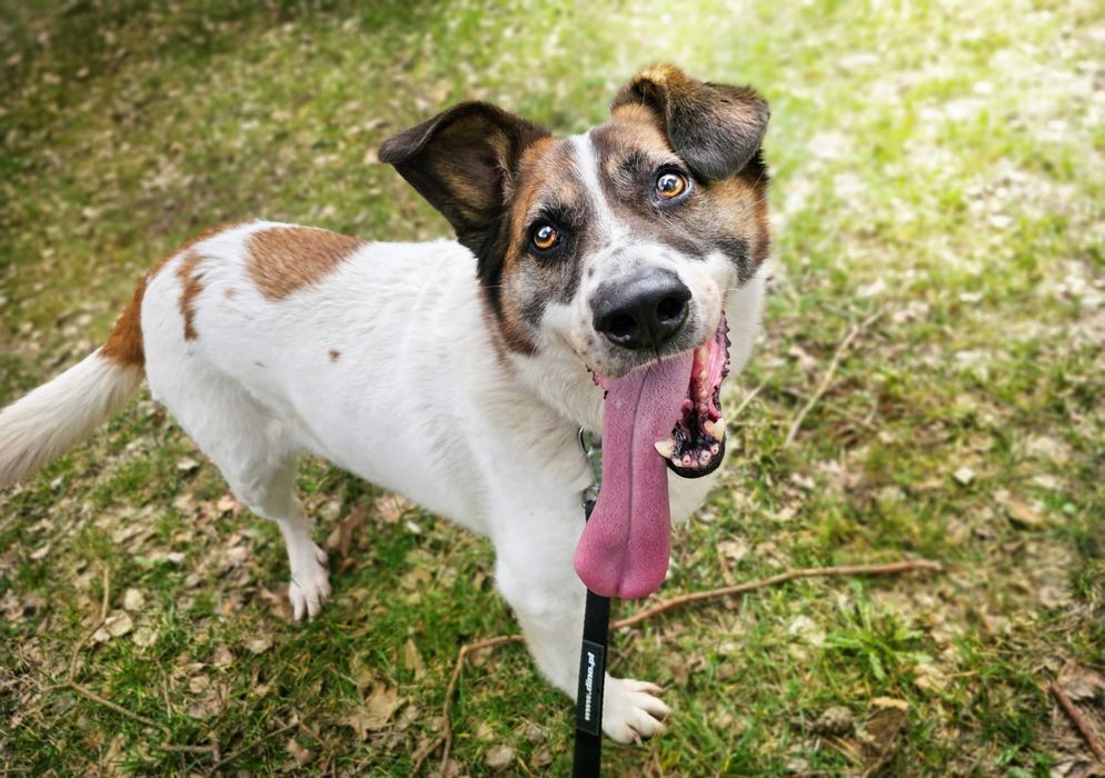 Admin- to już 5 lat w schronisku