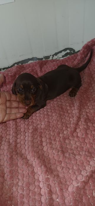 Teckel miniatura macho chocolate