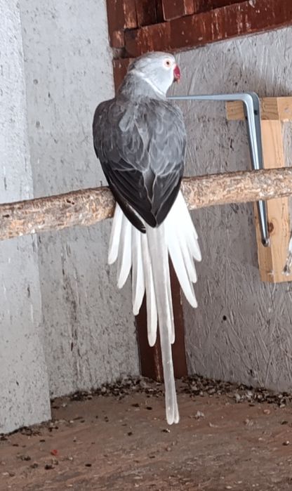 Aleksandretta , aleksandrety