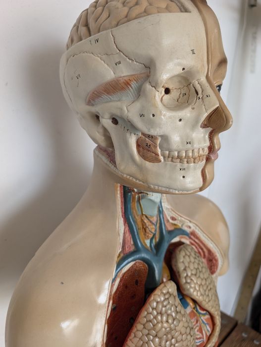 Modelo corpo humano
