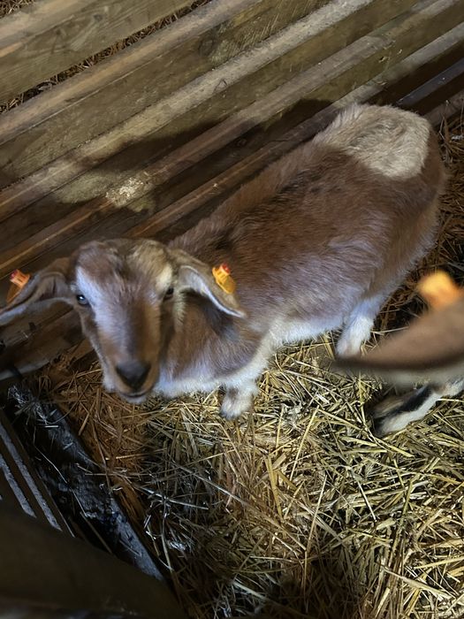 Sprzedam dwie kozki i koziolka