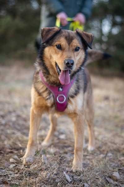 Porzucony młody Moris szuka spokojnego domku