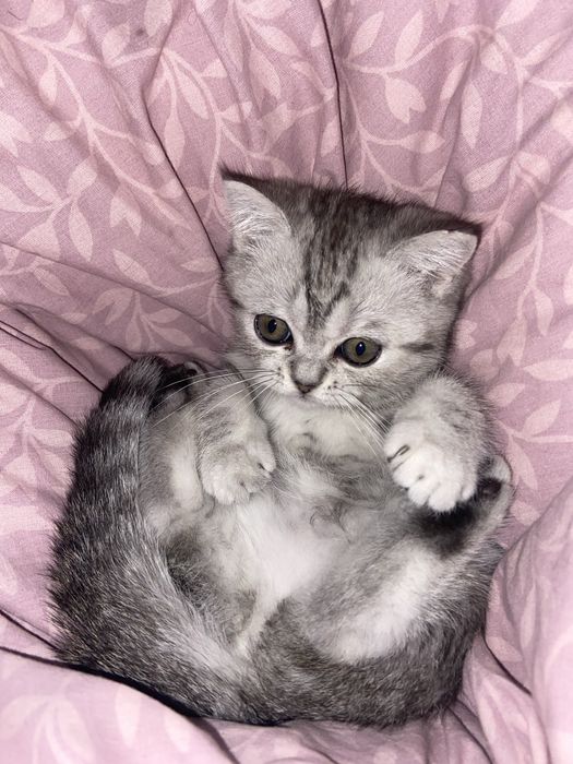 Котики скотш фолд