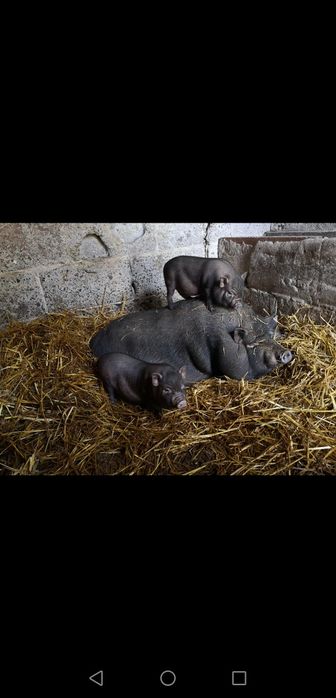 Prosieta świń Wietnamskich