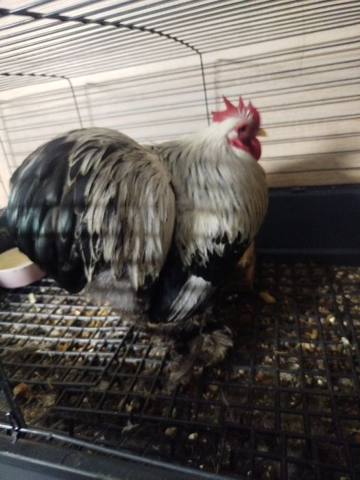 Karzełek kochin miniaturowy