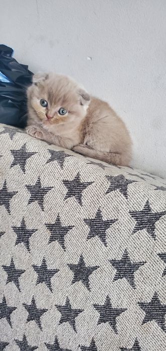 Висловухий хлопчик котик