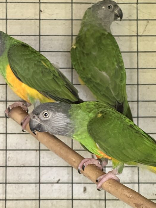 Papagaios do Senegal