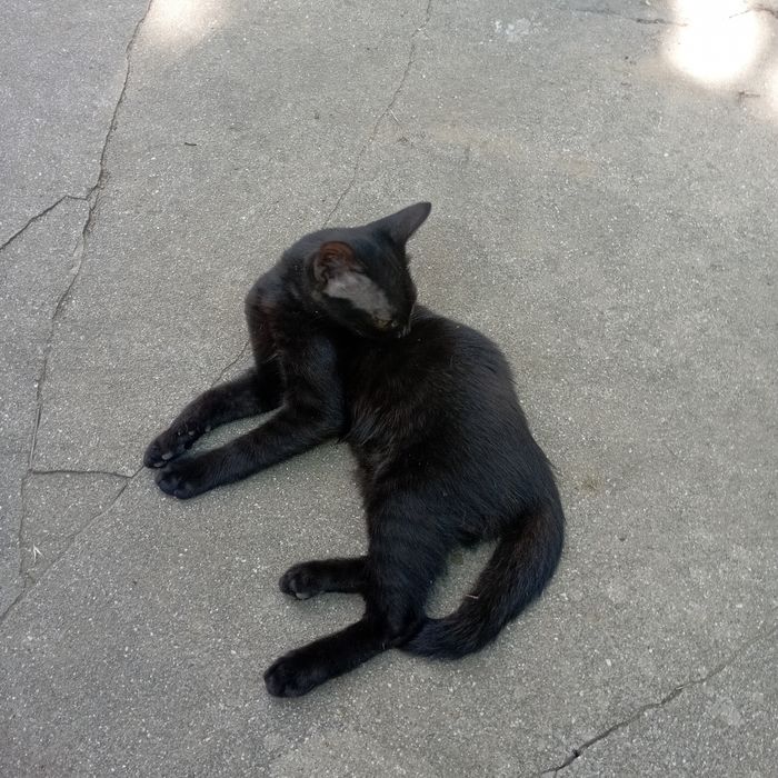 Отдам котят бесплатно