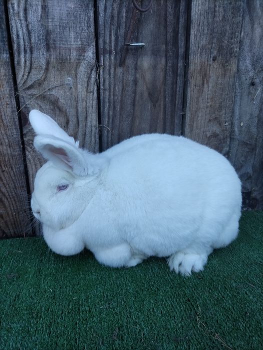 Samica nowozelandzki biały