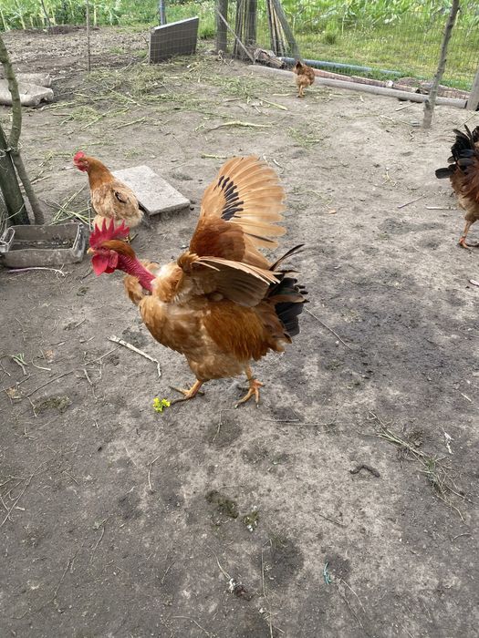 Ovos galos e galinnhas