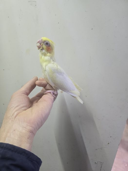 Caturras demosticadas