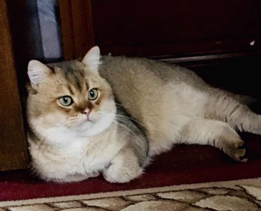 В'язка золота шиншила