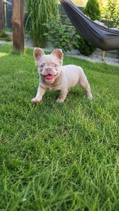 Buldog francuski Isabella Fluffy tan