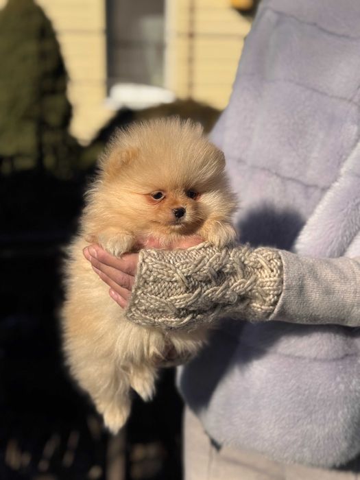 Пухнасті ведмедики Шпіци