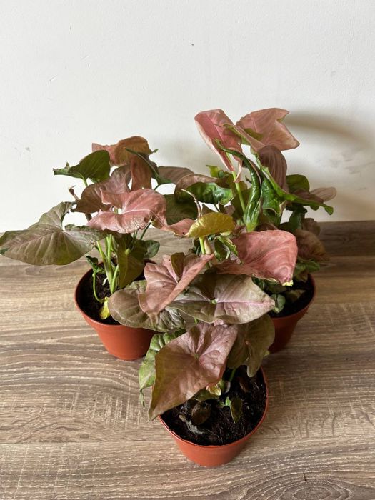 аспарагус драцена спатифіллум сингоніум епіпрнмніум