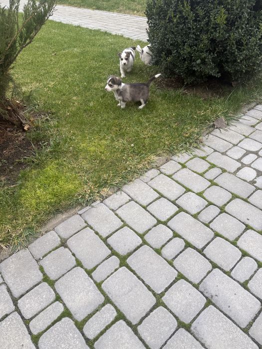 Безкоштовно Віддам песиків(дівчатка)