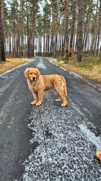 Golden Retriever po Championach
