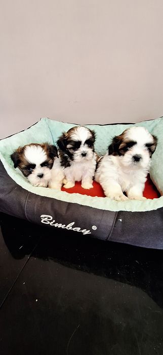 Shih Tzu suczki.
