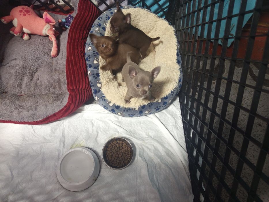 Продажа Цуценят  Чихуахуа