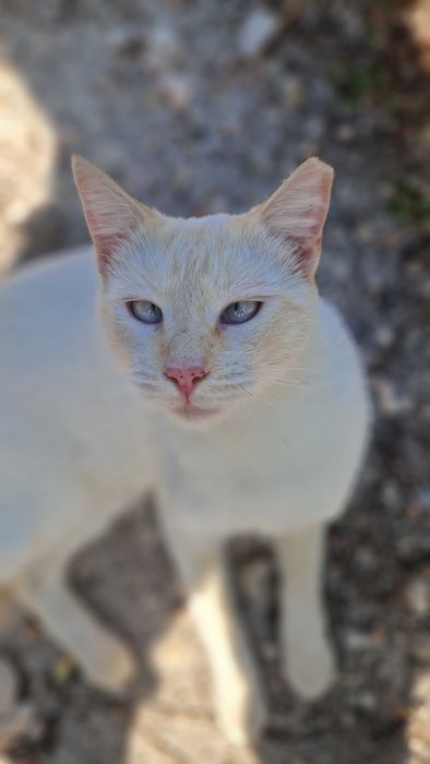 Gato jovem para adoção