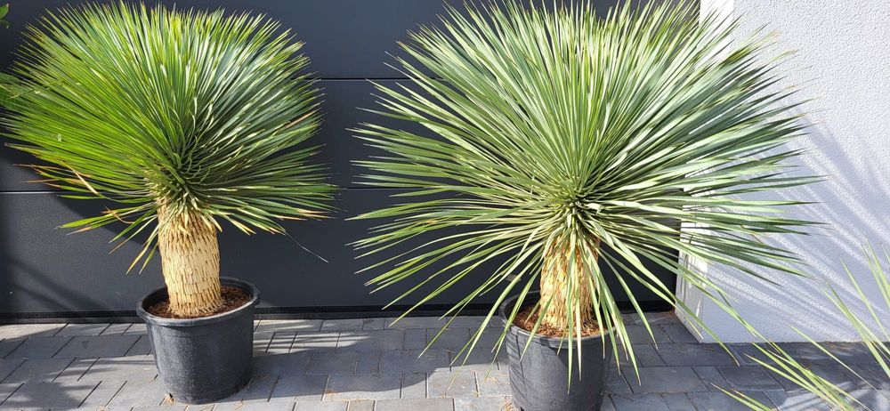 Palma mrozoodporna.  Rośliny egzotyczne.  Yucca rostrata  fortunei
