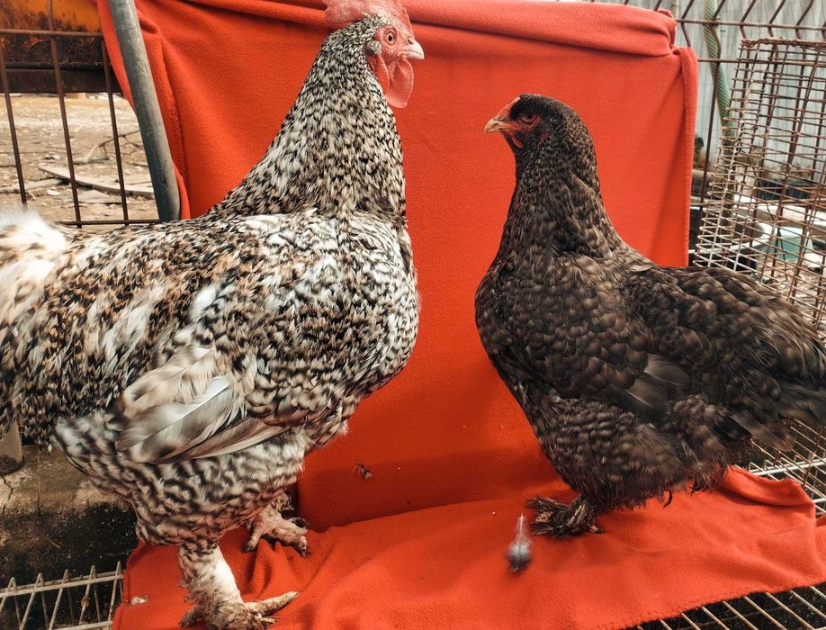 Raças exóticas- Brahmas Porcelana Bio Farm - cores raras (Patos Khaki)