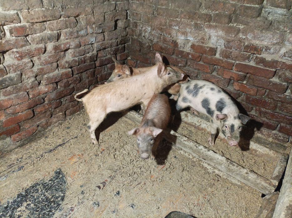 Поросята 6500 пара