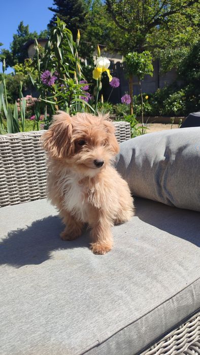 Maltipoo, Maltańczyk z Pudlem suczka samica Częstochowa