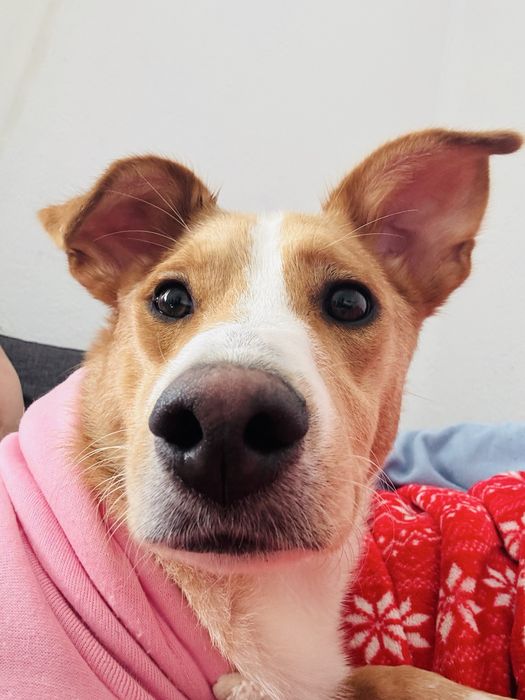 Cadela pra adocao responsavel