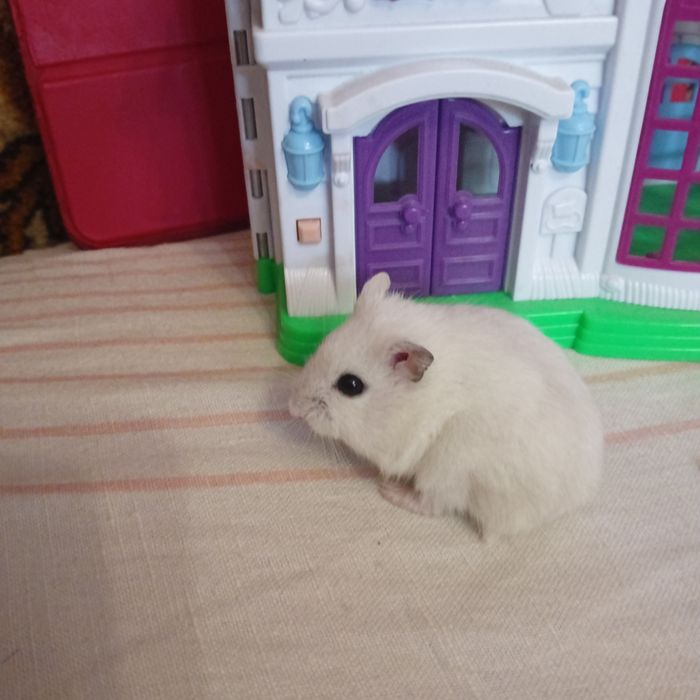 Хомячок джунгарик девочка очень добра и ручеая