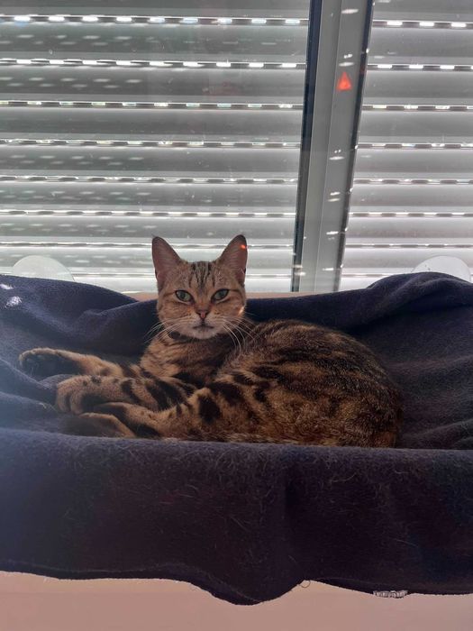 Gata Junior Para Adoção