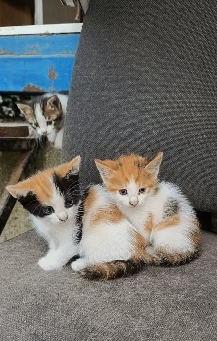 Віддам кошенят у добрі руки